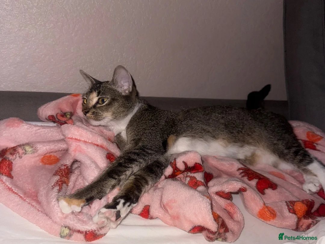 Abyssinian cats for sale: Beautiful Abyssinian Kitten Girl for adoption  in London - Advert 1