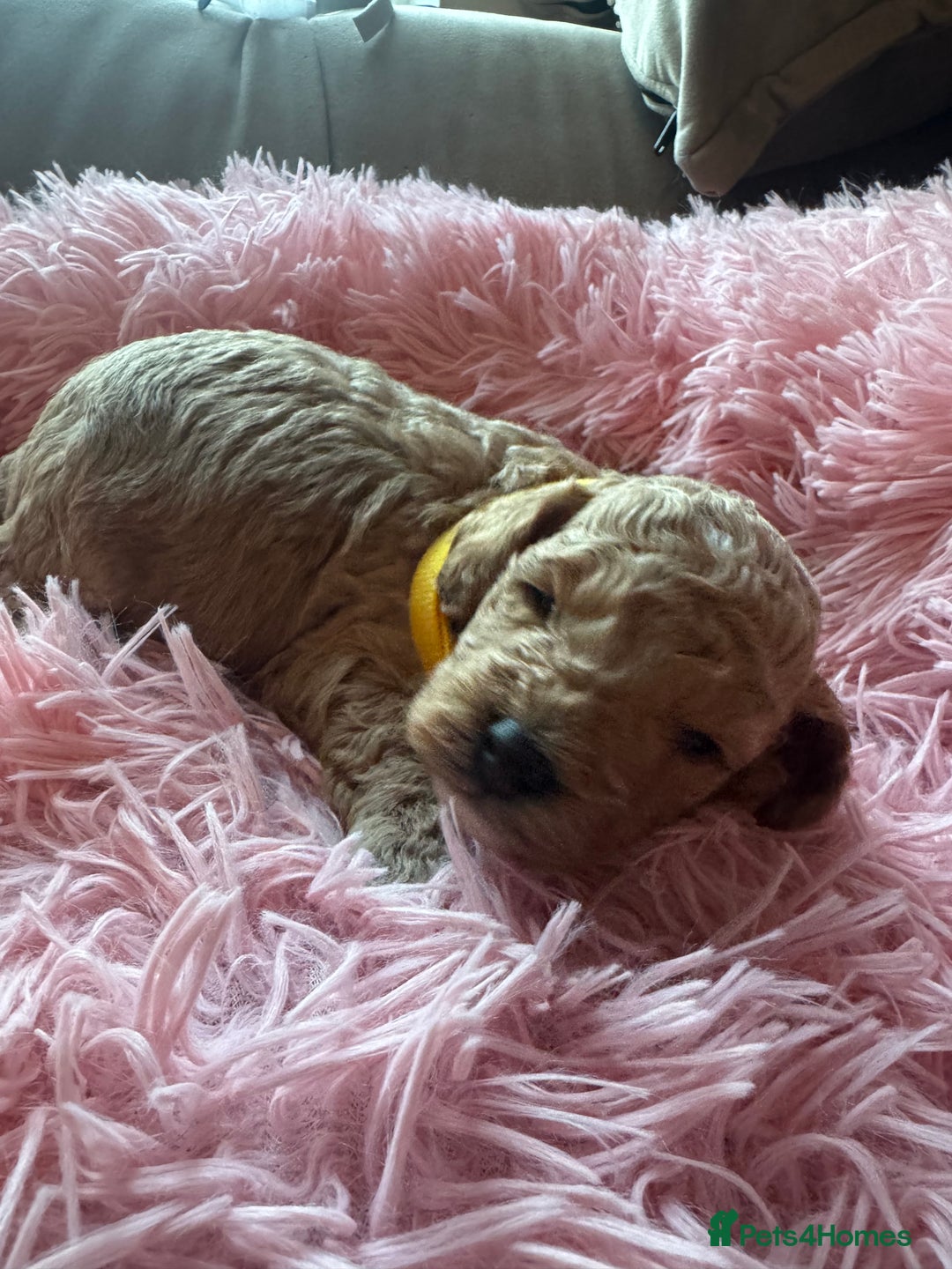 Cavapoo dogs for sale: Toy cavapoo  - Image 6