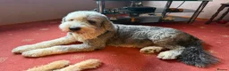 Old English Sheepdog dogs for sale: Stunning Sheepadoodles by Springfield Doodles  - Advert 7