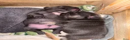 French Bulldog dogs for sale: French Bulldog Puppies  - Advert 8