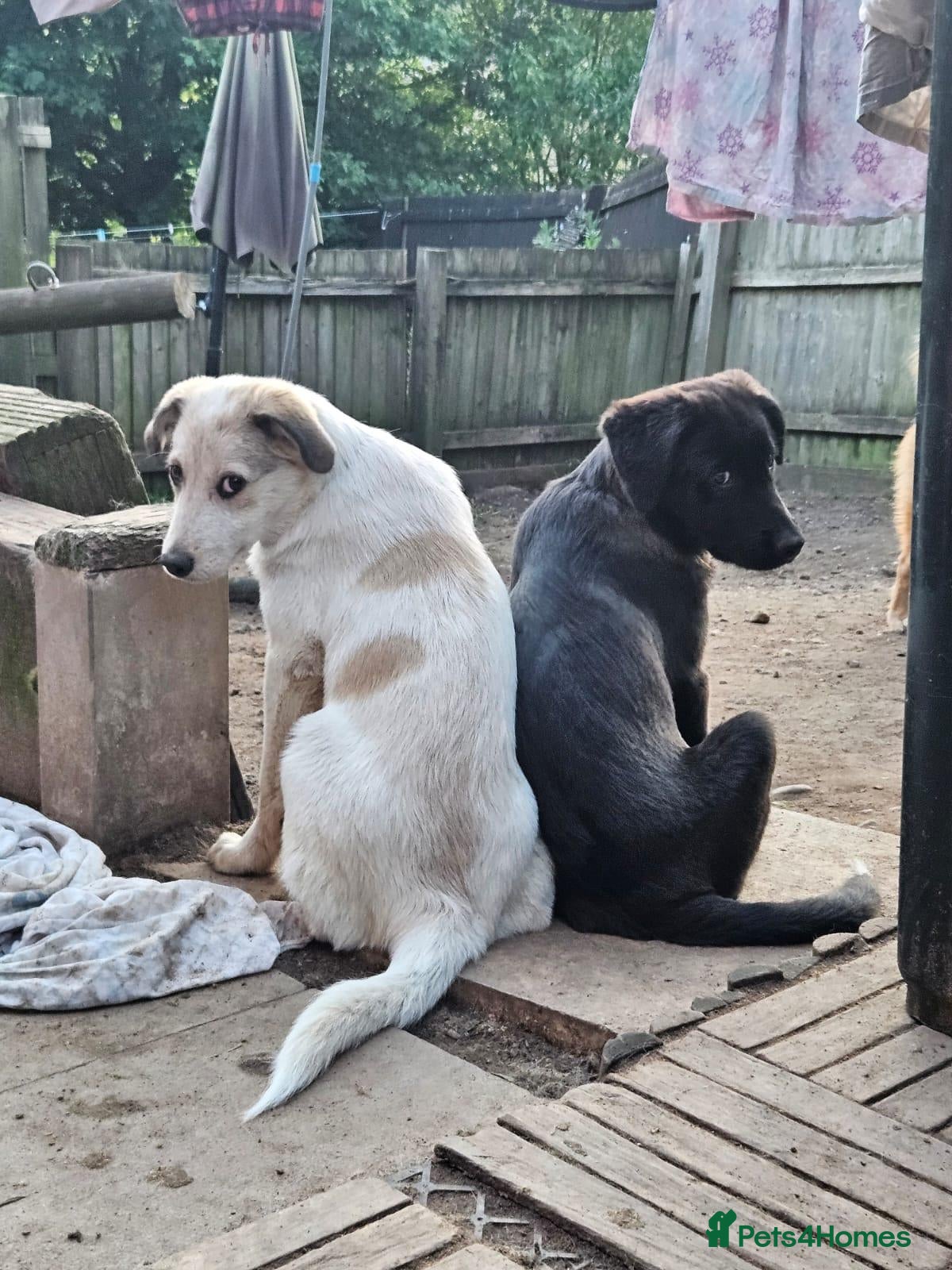 Mixed Breed dogs 2 mix breed pups - Advert 3