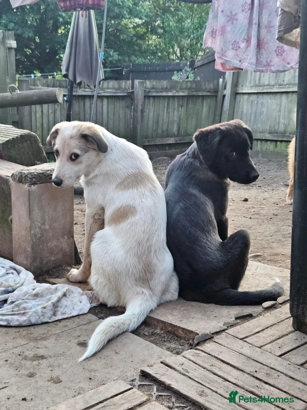 Mixed Breed dogs for sale: 2 mix breed pups - Advert 1
