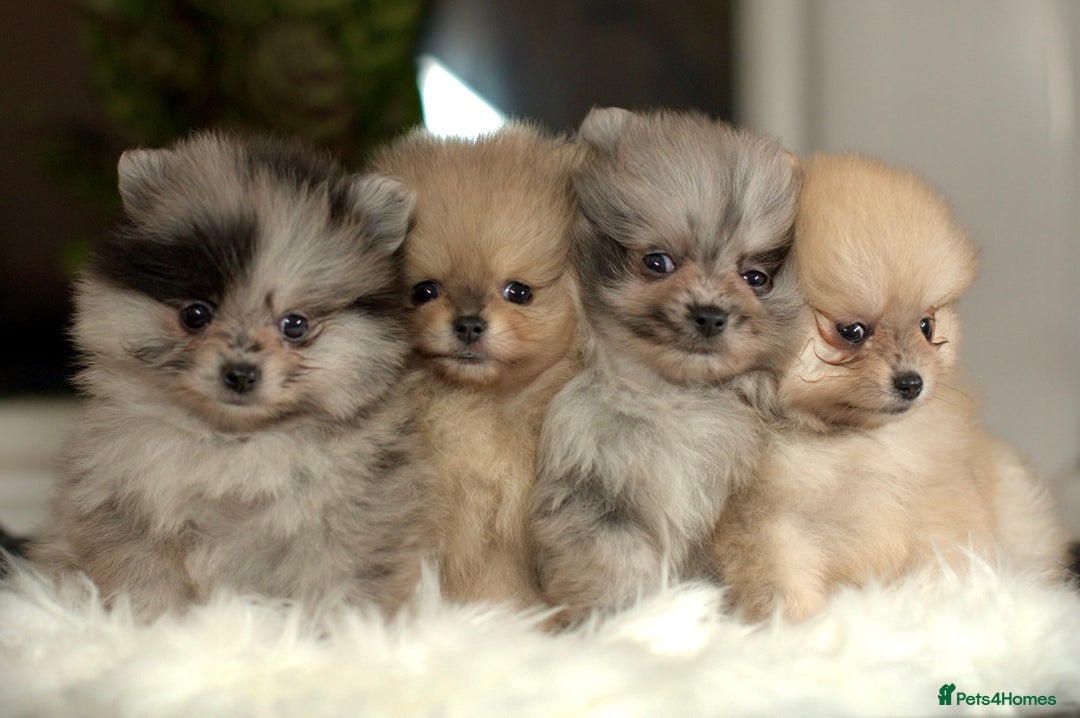Pomeranian dogs for sale: ✨Tiny Teddy Face 🐻 KC Registered Parents ✨ - Image 13
