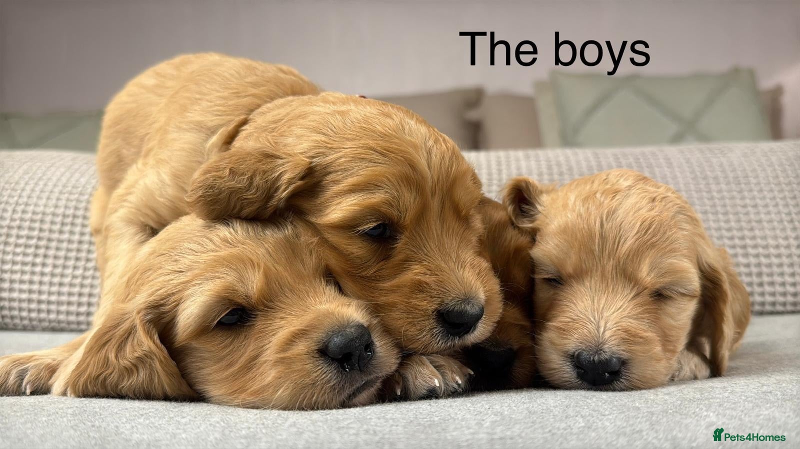Goldendoodle dogs for sale: HEREDITARY HEALTH TESTED MUM. DNA TESTED DAD - Advert 2