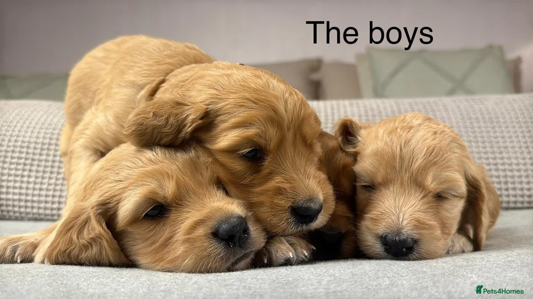 Goldendoodle dogs for sale: HEREDITARY HEALTH TESTED MUM. DNA TESTED DAD - Advert 2