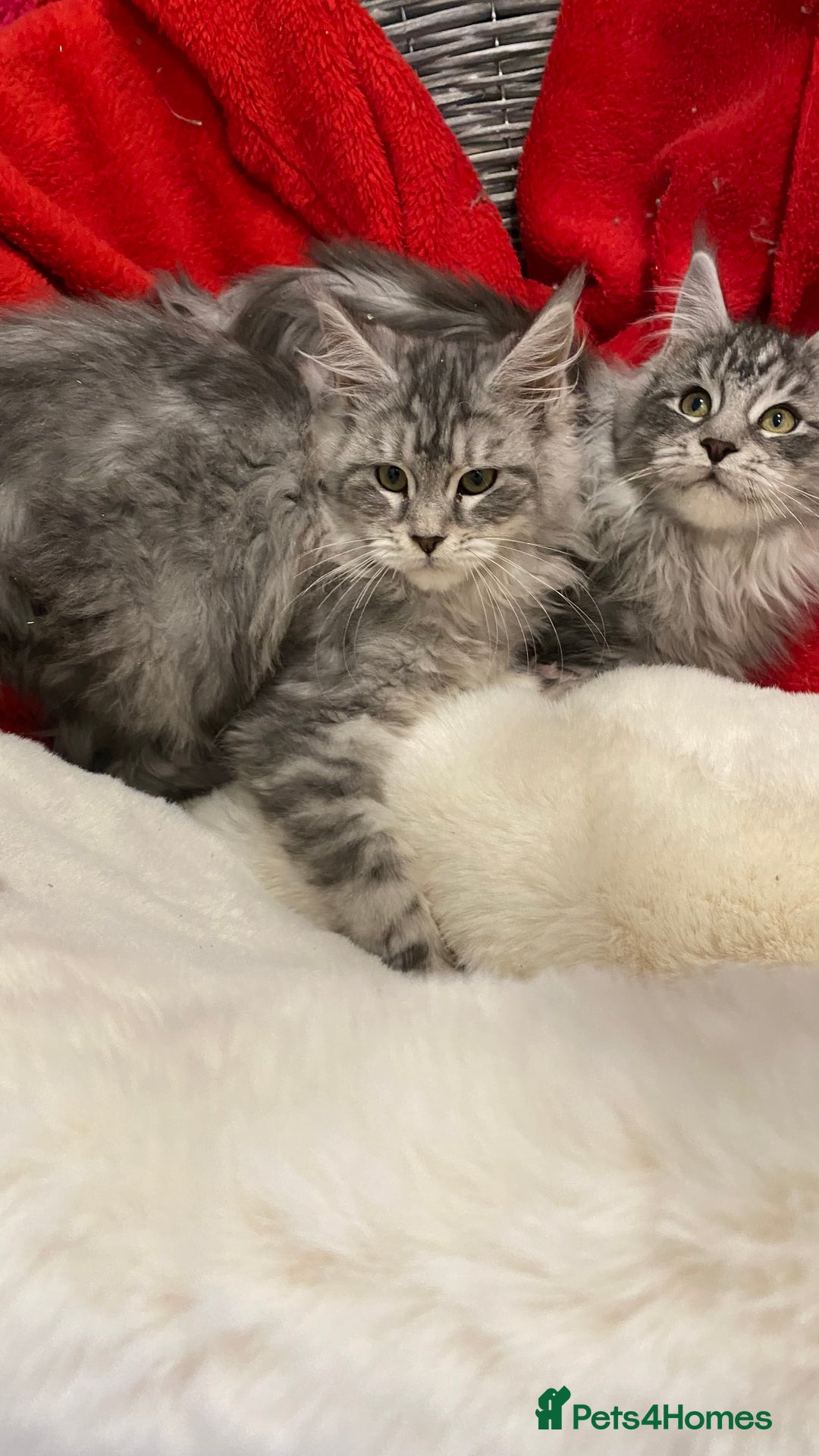Maine Coon cats for sale: Pedigree Maine Coons - Advert 27
