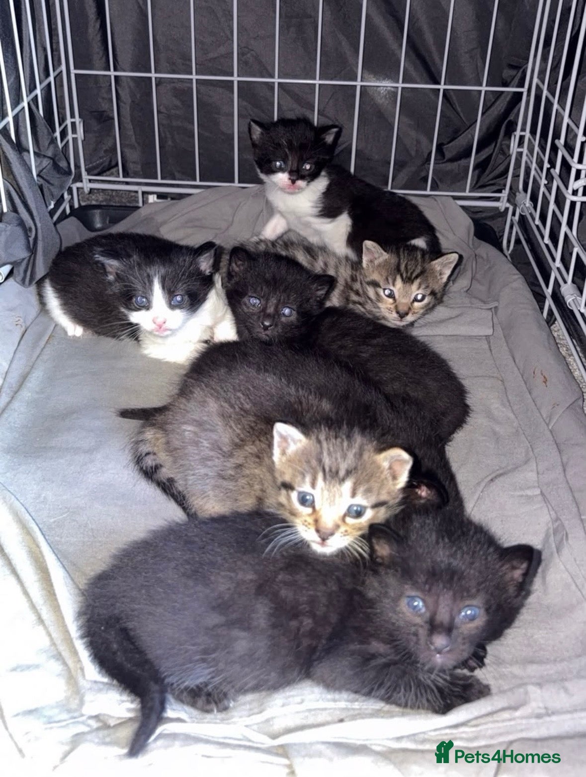 Mixed Breed cats 7 x Gorgeous kittens  - Advert 1