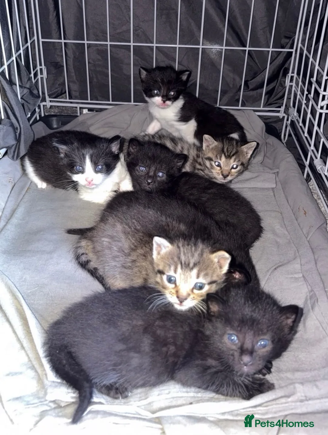 Mixed Breed cats for sale: 7 x Gorgeous kittens  - Advert 1