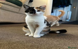 Mixed Breed cats for sale: lovely kitties - Image 8