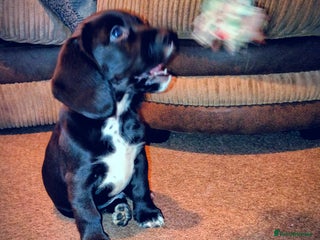 Bocker dogs Last Bocker male pup left - Advert 10