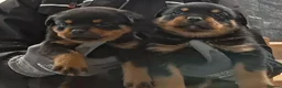 Rottweiler dogs for sale: Rottwiler puppies  - Advert 4