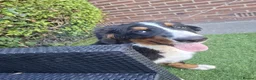 Bernese Mountain Dog dogs for sale: Bernese Mountain Dog - Ready for Forever Home - Advert 4