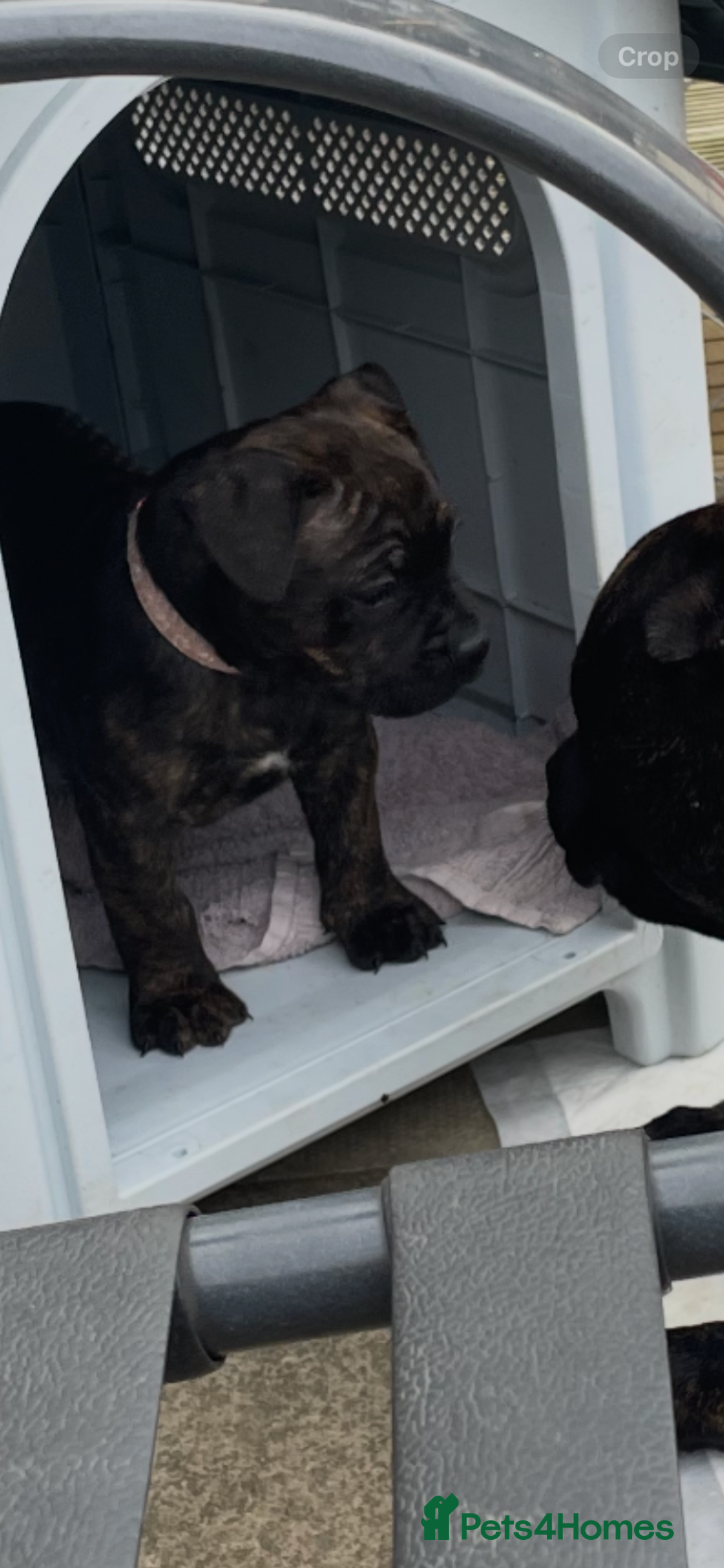 Mixed Breed dogs for sale: Old tyme bulldog in Shotts - Image 8