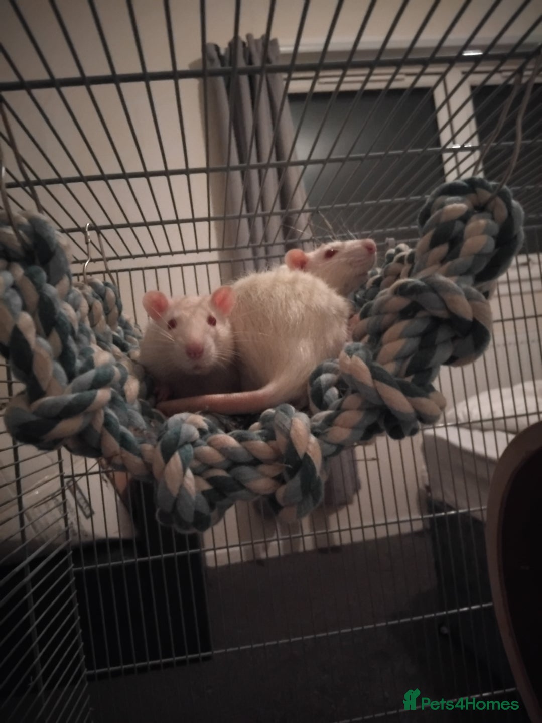 Rat rodents for sale: Rats  - Advert 1