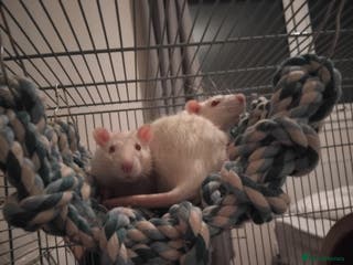 Rat rodents Rats - Advert 12