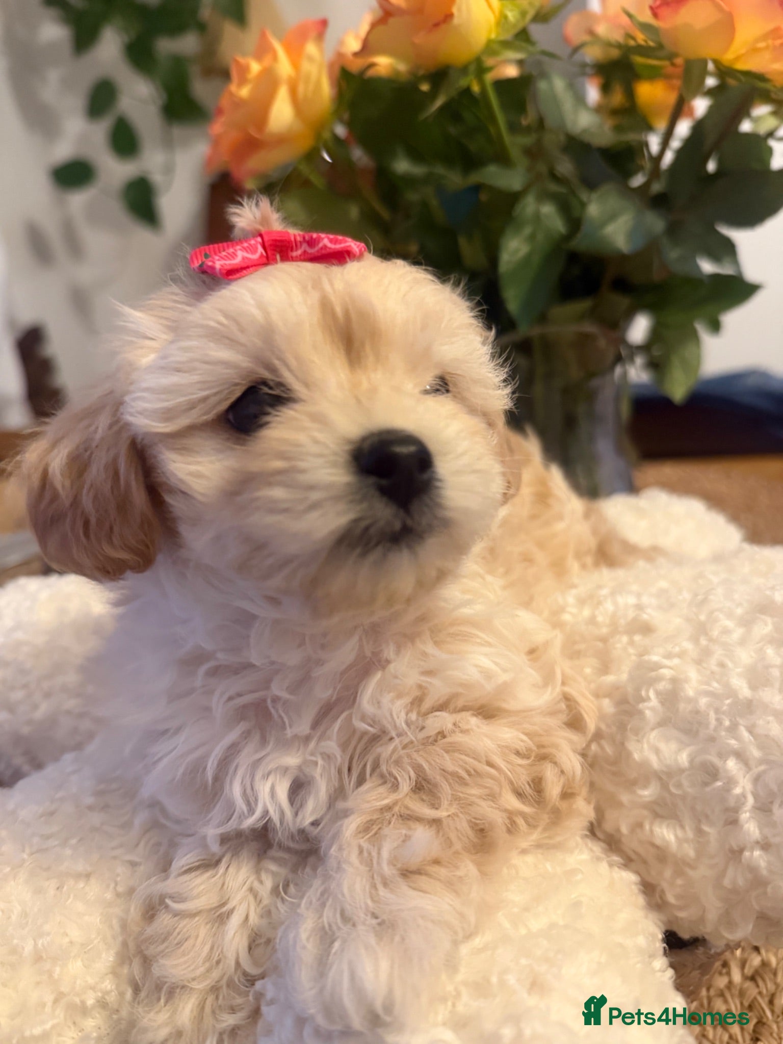 Maltipoo dogs Maltipoo  - Advert 11