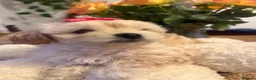 Maltipoo dogs for sale: Maltipoo  - Advert 3