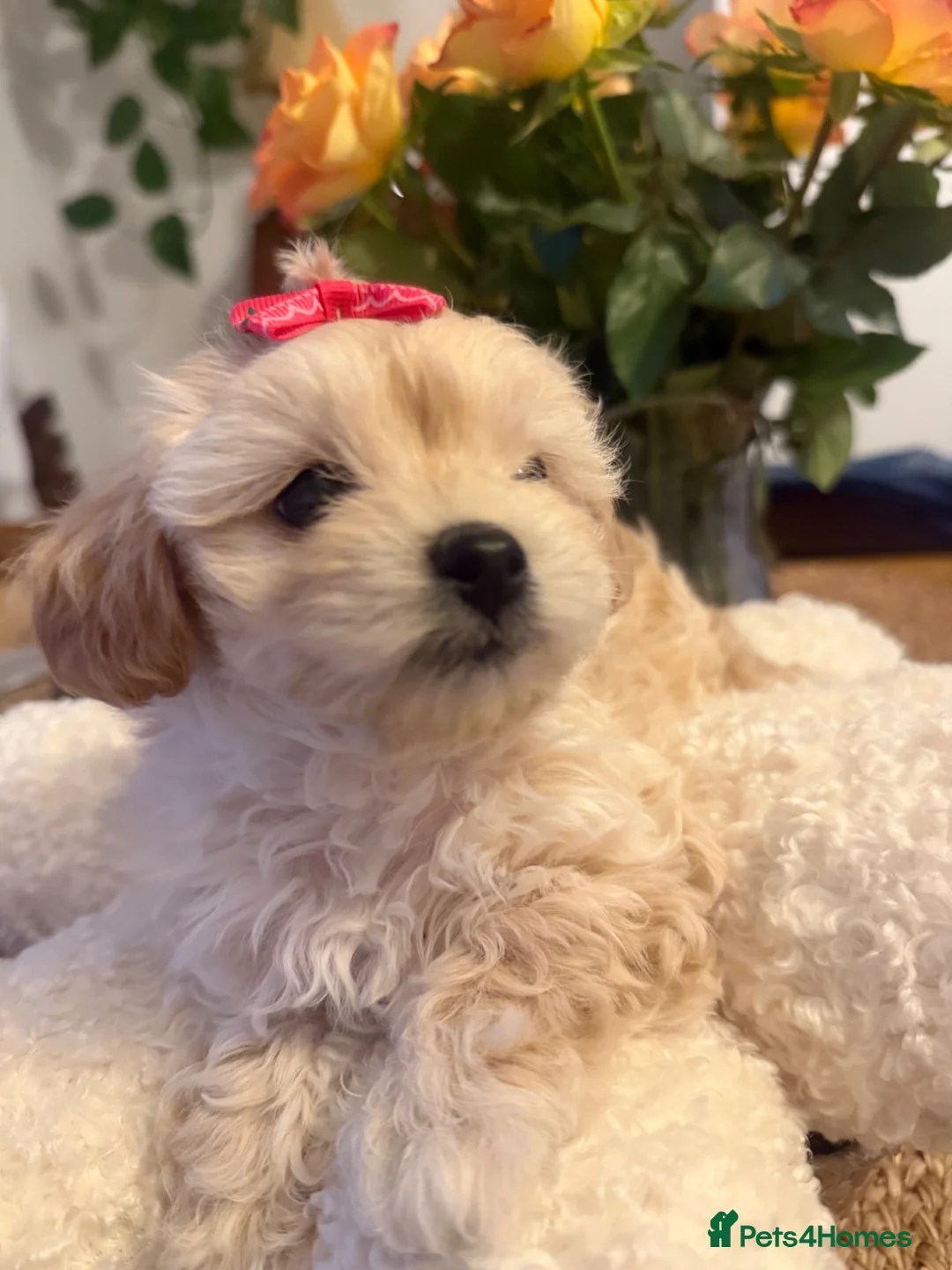 Maltipoo dogs for sale: Maltipoo  - Advert 1