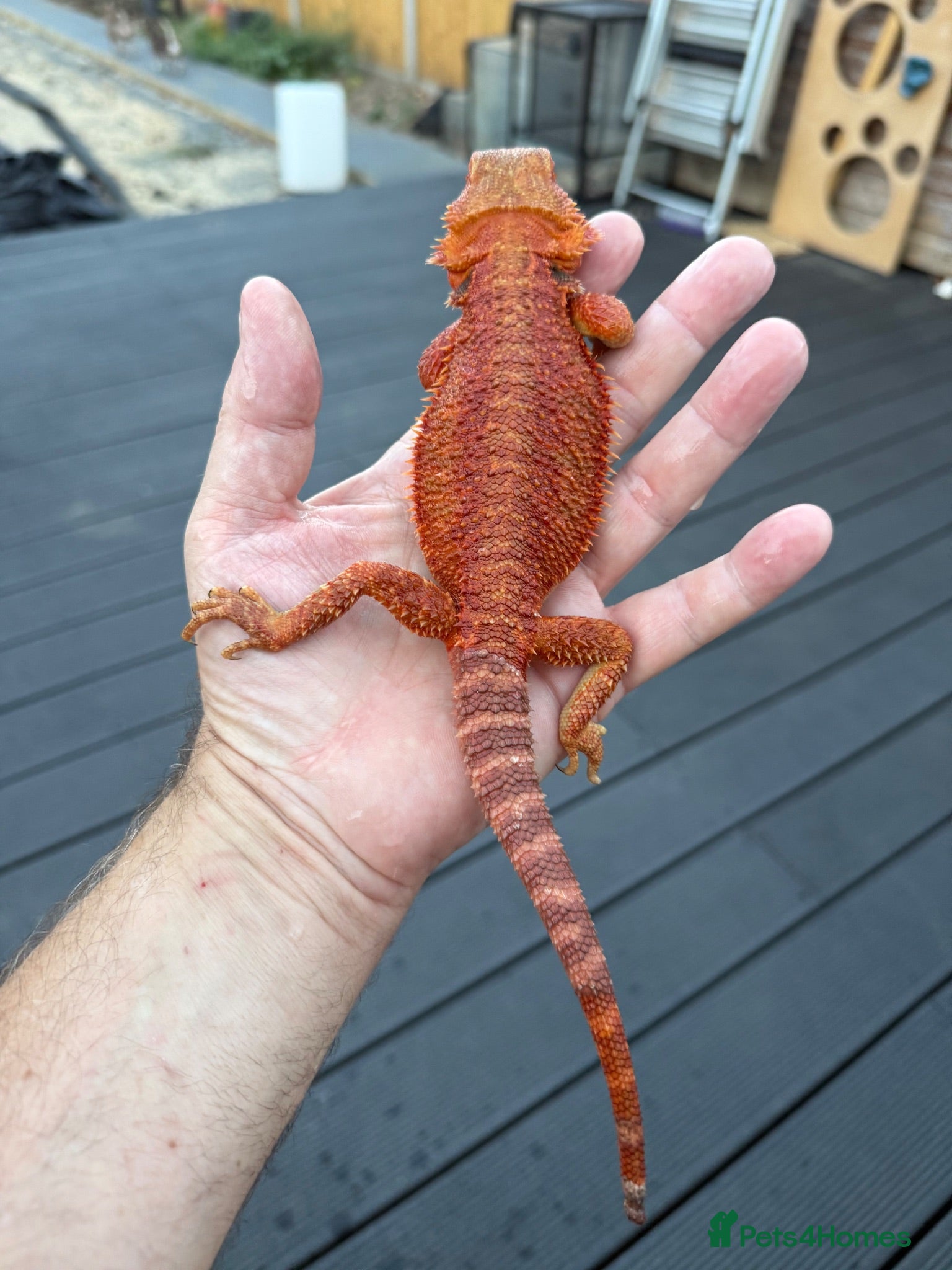 Bearded Dragon reptiles bearded Dragons. Red monsters. Tigers. Etc  - Advert 1