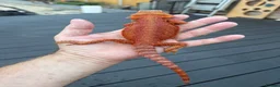 Bearded Dragon reptiles for sale: bearded Dragons. Red monsters. Tigers. Etc  - Advert 1