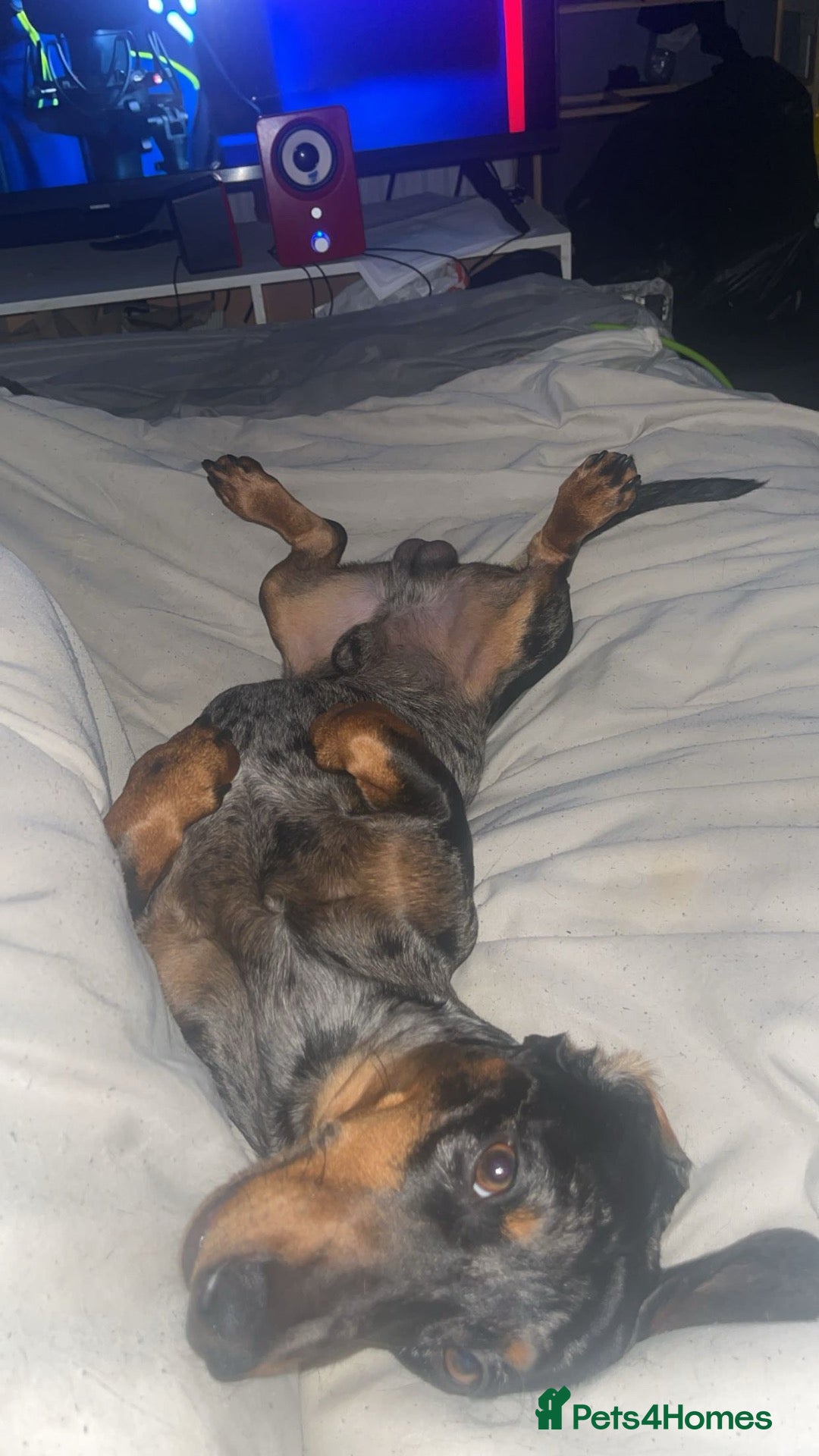 Dachshund dogs for sale: Beautiful dachshund  - Advert 2