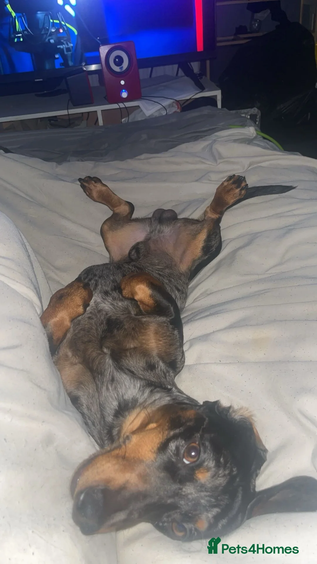 Dachshund dogs for sale: Beautiful dachshund  in Runcorn - Advert 1