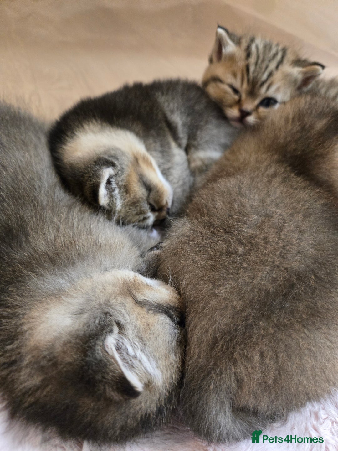 British Shorthair cats for sale: British Shorthair kittens STUNNING 🐈 😺  - Advert 8