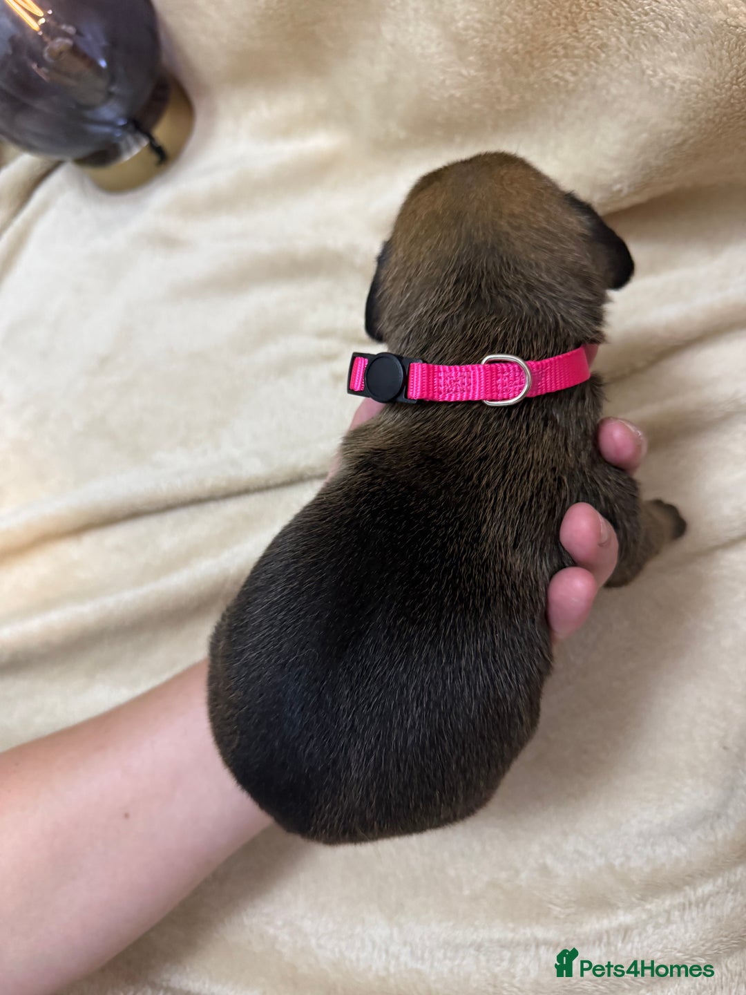 Cane Corso dogs for sale: ICF/ICCF Champion 6th GENERATION Cane Corso pups - Advert 8