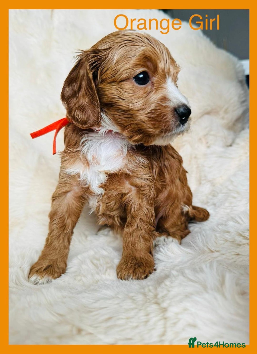 Cockapoo dogs for sale: Stunning F1 Cockerpoo Puppies  - Advert 2