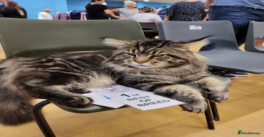 Maine Coon cats - Advert 9