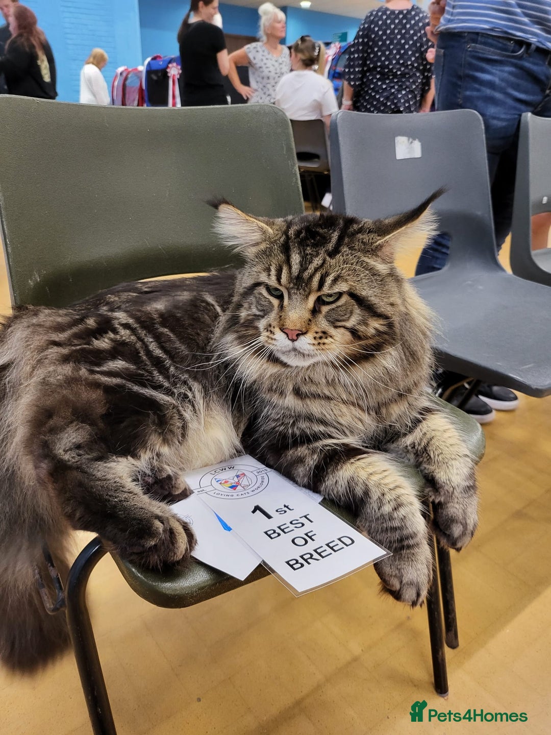 Maine Coon cats for sale: Pure Pedigree Maine Coon kittens | Black Tabby | - Image 3