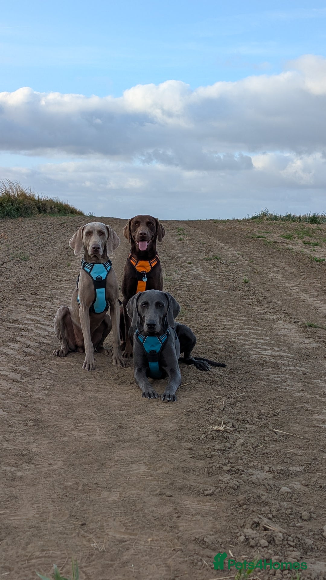 Weimaraner dogs for sale: 13 month old Blue intact male - Advert 10