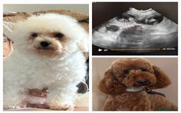 Miniature Poodle dogs for stud: Dark Red Miniature Poodle Stud Package Available in Southampton - Image 23