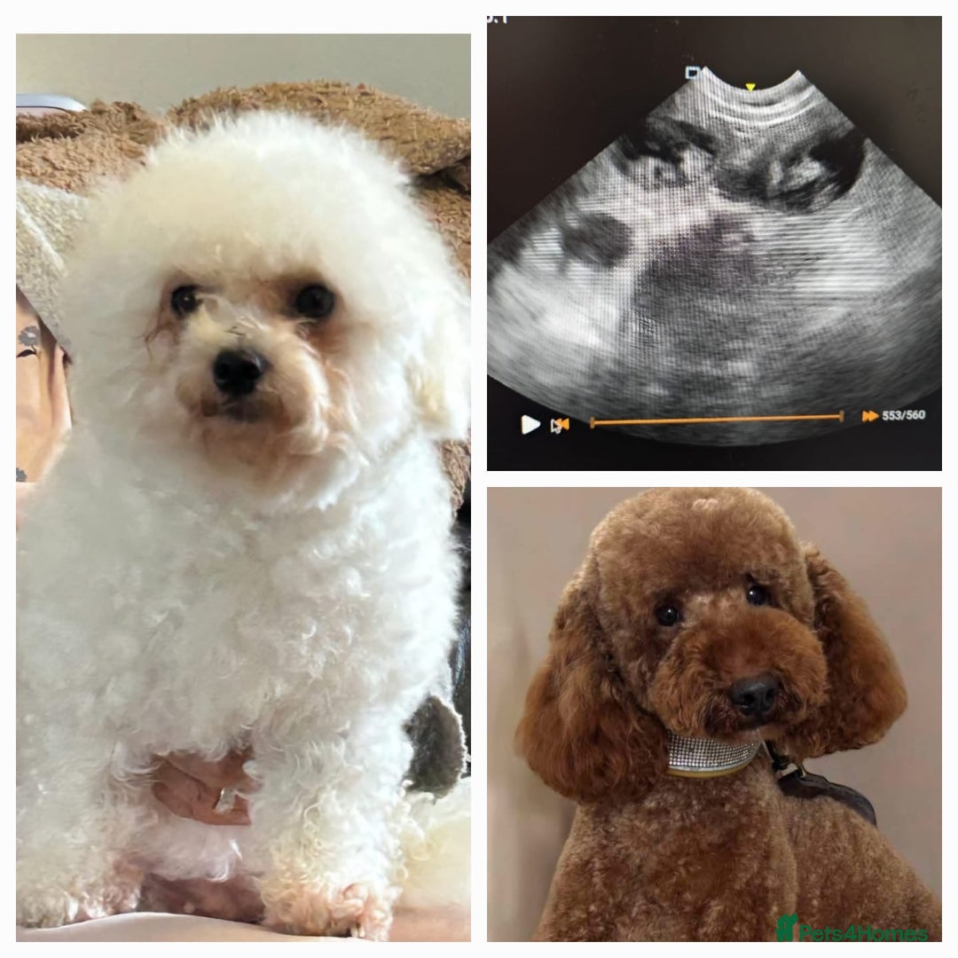 Miniature Poodle dogs for stud: Dark Red Miniature Poodle Stud Package Available in Southampton - Image 23