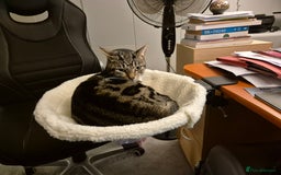 Domestic Shorthair cats for sale: Majestic Cat looking for a loving home - Image 5