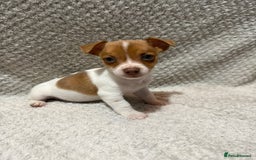 Jack Russell dogs for sale: Jack Russell puppies (JUST 1 LEFT) (LUNA) - Image 15