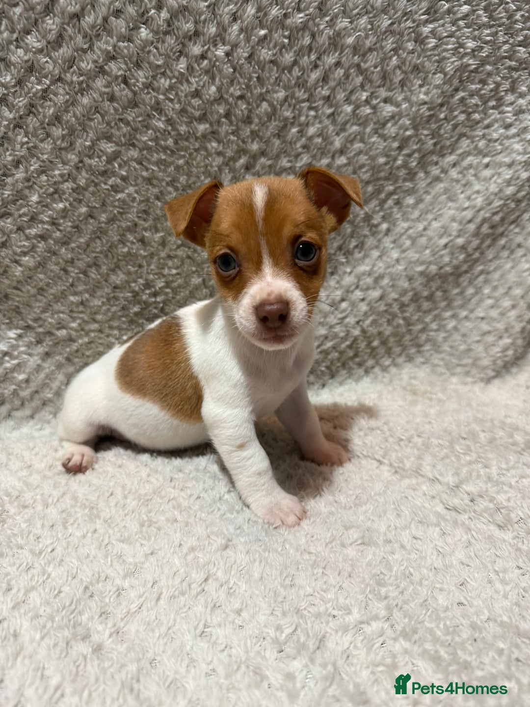 Jack Russell dogs for sale: Jack Russell puppies (JUST 1 LEFT) (LUNA) - Image 15