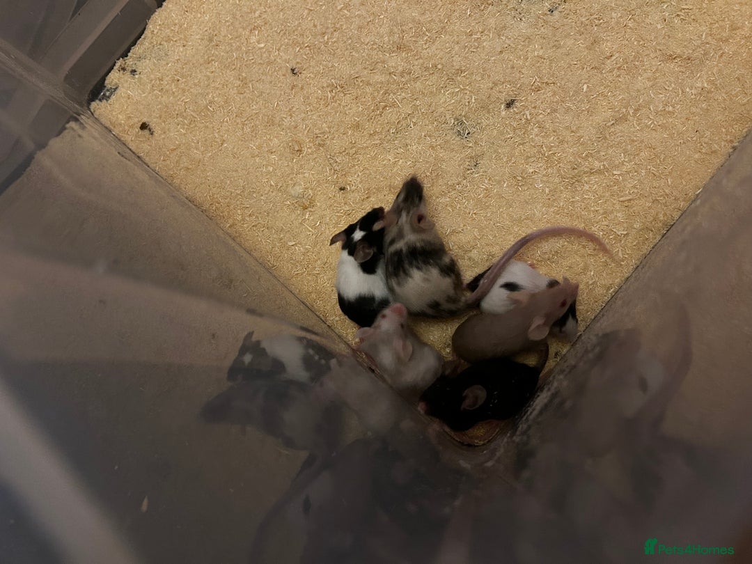 Mouse rodents for sale: Different colours pretty young mice - Advert 6