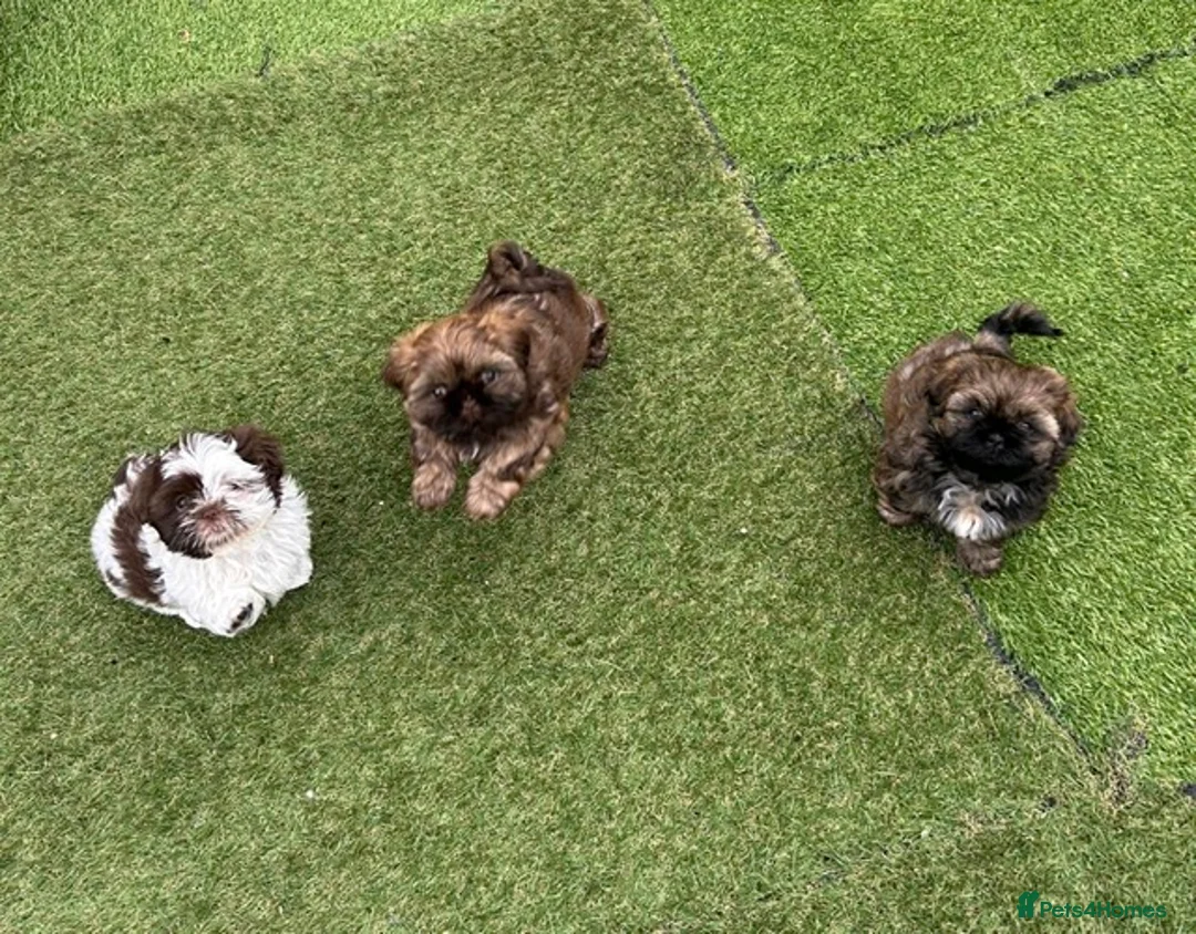 Shih Tzu dogs for sale: Shih Tzu puppies - Advert 3