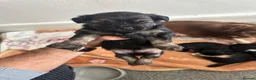 Chorkie dogs for sale: Four little beautiful dog in mother - Advert 2