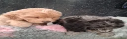 Cockapoo dogs for sale: Beautiful cockerpoos for sale - Advert 9