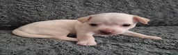 Chiweenie dogs for sale: Chihuahua + chiweenie puppies  - Advert 1