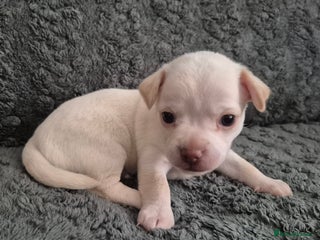 Chiweenie dogs Chihuahua + chiweenie puppies - Advert 1