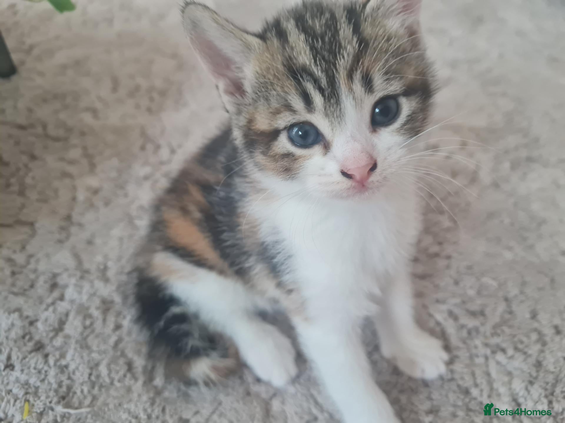 Mixed Breed cats 3 beautiful kittens - Advert 4