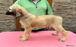 Afghan Hound dogs for sale: KC Registered Afghan Hound Puppies For Sale  - Image 1