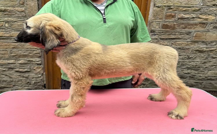 Afghan Hound dogs - Advert 1