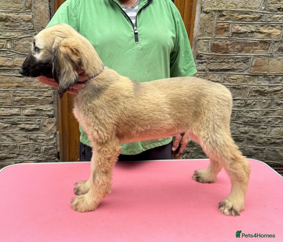 Afghan Hound dogs for sale: KC Registered Afghan Hound Puppies For Sale  - Image 1