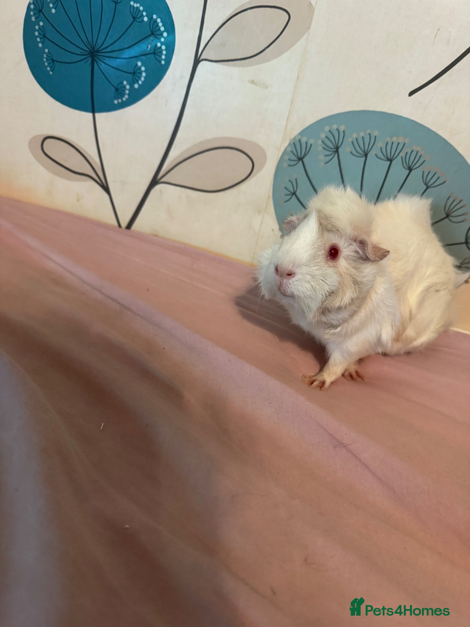 Guinea Pig rodents Albino funky female  - Advert 2