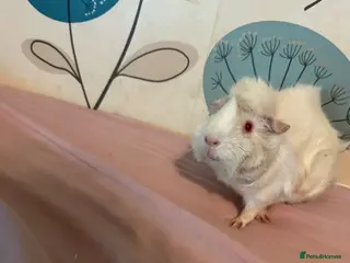 Guinea Pig rodents Albino funky female - Advert 1
