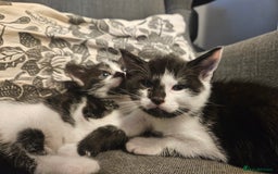 Mixed Breed cats for sale: Beautiful, playful kittens for sale - Image 4